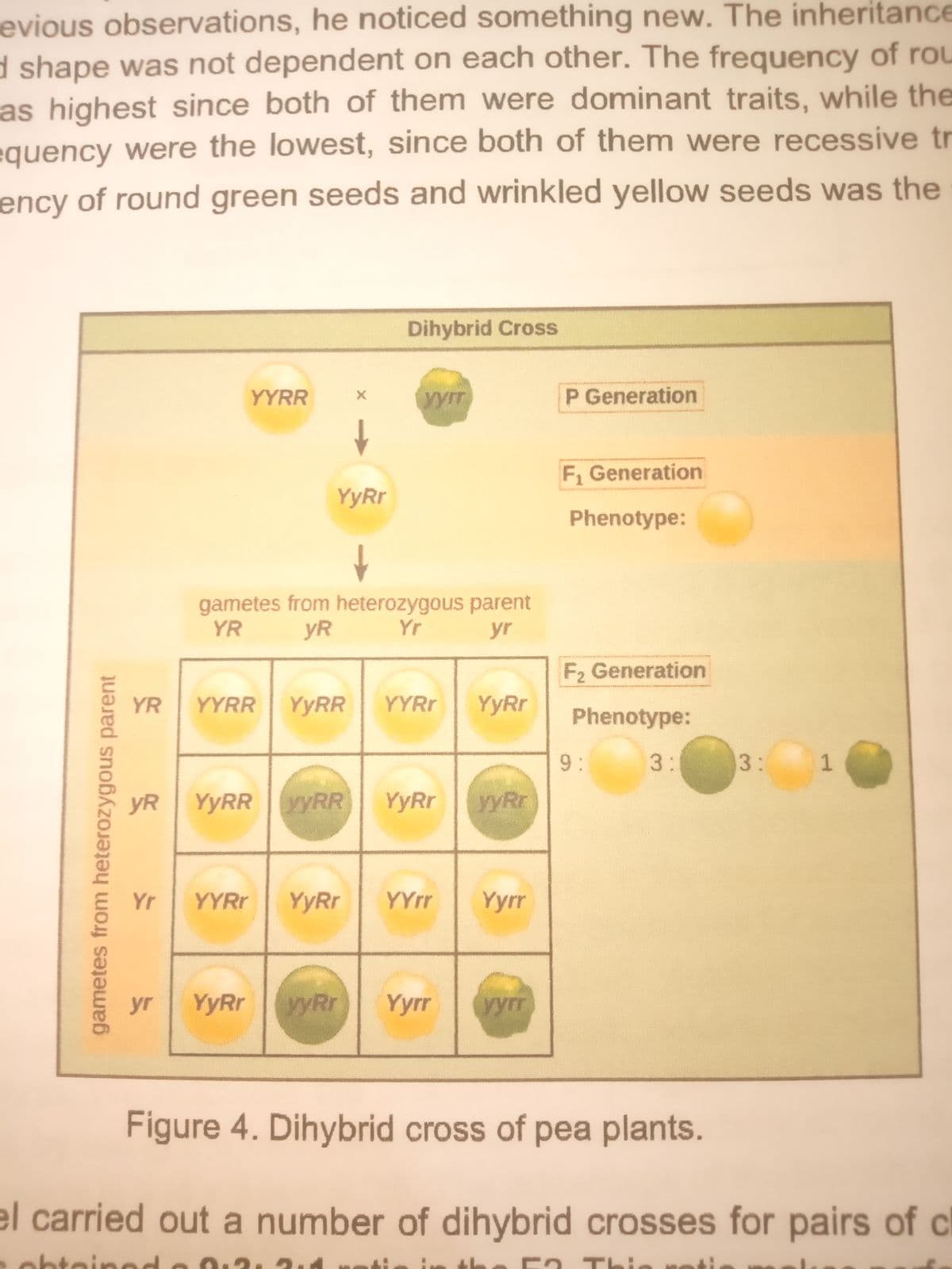 evious observations, he noticed something new. The inheritance
d shape was not dependent on each other. The frequency of rou
as highest since both of them were dominant traits, while the
equency were the lowest, since both of them were recessive tr
ency of round green seeds and wrinkled yellow seeds was the
Dihybrid Cross
YYRR
P Generation
F Generation
YyRr
Phenotype:
gametes from heterozygous parent
YR
yR
Yr
yr
F2 Generation
YR
YYRR
YYRR
YYRR
YyRr
Phenotype:
9:
3:
3:
yR
YYRR yRR
YyRr
yyRr
Yr
YYRR
YyRr
YYrr
Yyrr
yr
YyRr
yyRr
Yyrr
yyrr
Figure 4. Dihybrid cross of pea plants.
el carried out a number of dihybrid crosses for pairs of c
- TH
gametes from heterozygous parent
1.

