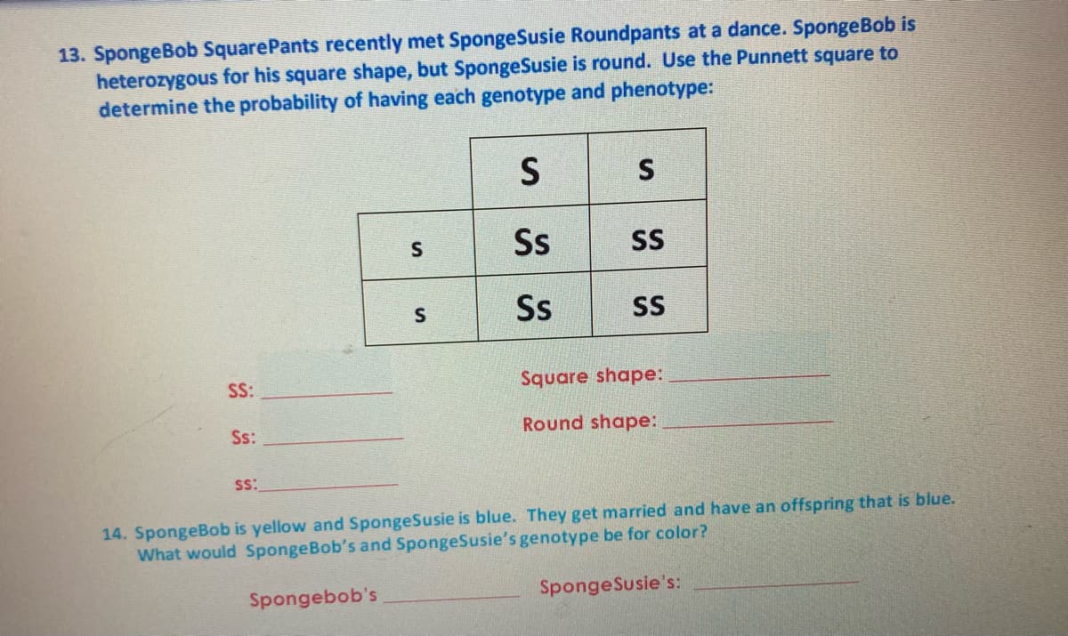 13. SpongeBob SquarePants recently met SpongeSusie Roundpants at a dance. SpongeBob is
heterozygous for his square shape, but SpongeSusie is round. Use the Punnett square to
determine the probability of having each genotype and phenotype:
S
Ss
SS
Ss
SS
S
SS:
Square shape:
Ss:
Round shape:
Ss:
14. SpongeBob is yellow and SpongeSusie is blue. They get married and have an offspring that is blue.
What would SpongeBob's and SpongeSusie's genotype be for color?
Spongebob's
SpongeSusie's:
