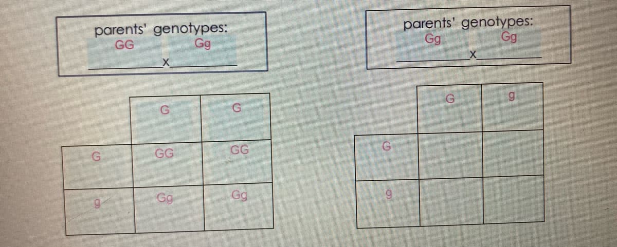 parents' genotypes:
GG
parents' genotypes:
Gg
Gg
Gg
G.
GG
GG
Gg
Gg
