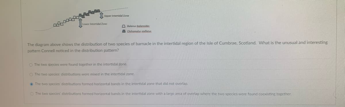 Upper Intertidal Zone
Lower Intertidal Zone
Balanus balonoides
Chthamalus stellatus
The diagram above shows the distribution of two species of barnacle in the intertidal region of the Isle of Cumbrae, Scotland. What is the unusual and interesting
pattern Connell noticed in the distribution pattern?
O The two species were found together in the intertidal zone.
O The two species' distributions were mixed in the intertidal zone.
The two species' distributions formed horizontal bands in the intertidal zone that did not overlap.
O The two species distributions formed horizontal bands in the intertidal zone with a large area of overlap where the two species were found coexisting together.