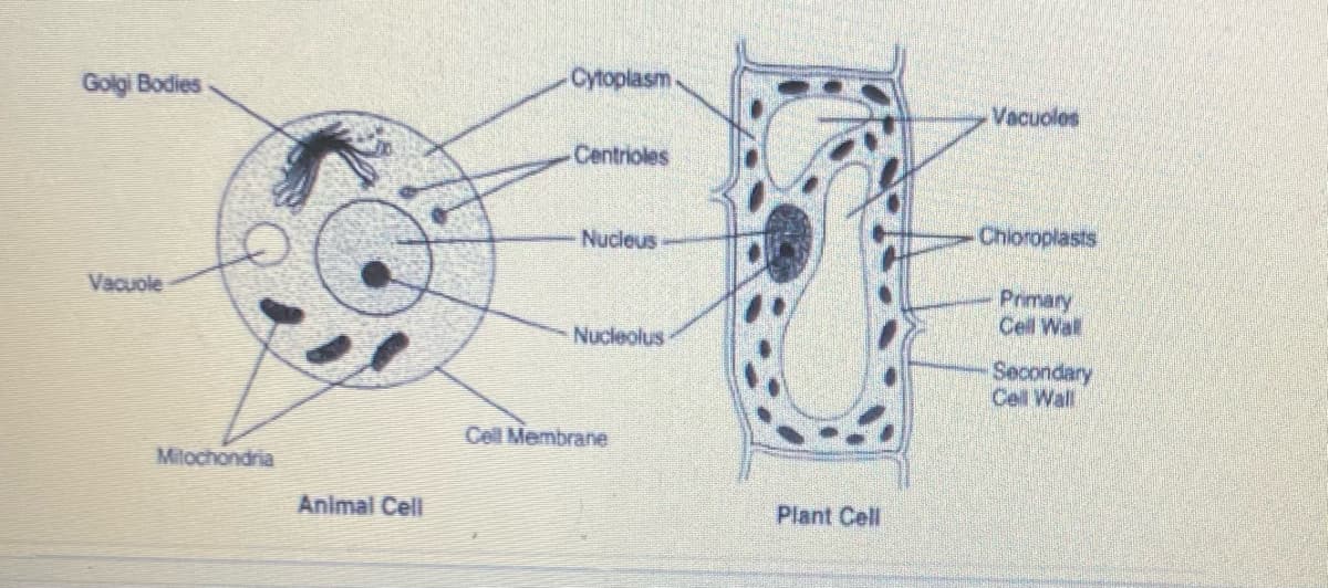 Cytoplasm.
Golgi Bodies
Vacuoles
Centrioles
Nucleus
Chioroplasts
Primary
Cell Wal
Vacuole
Nucleolus
Secondary
Cell Wall
Cell Membrane
Mitochondria
Animal Cell
Plant Cell
