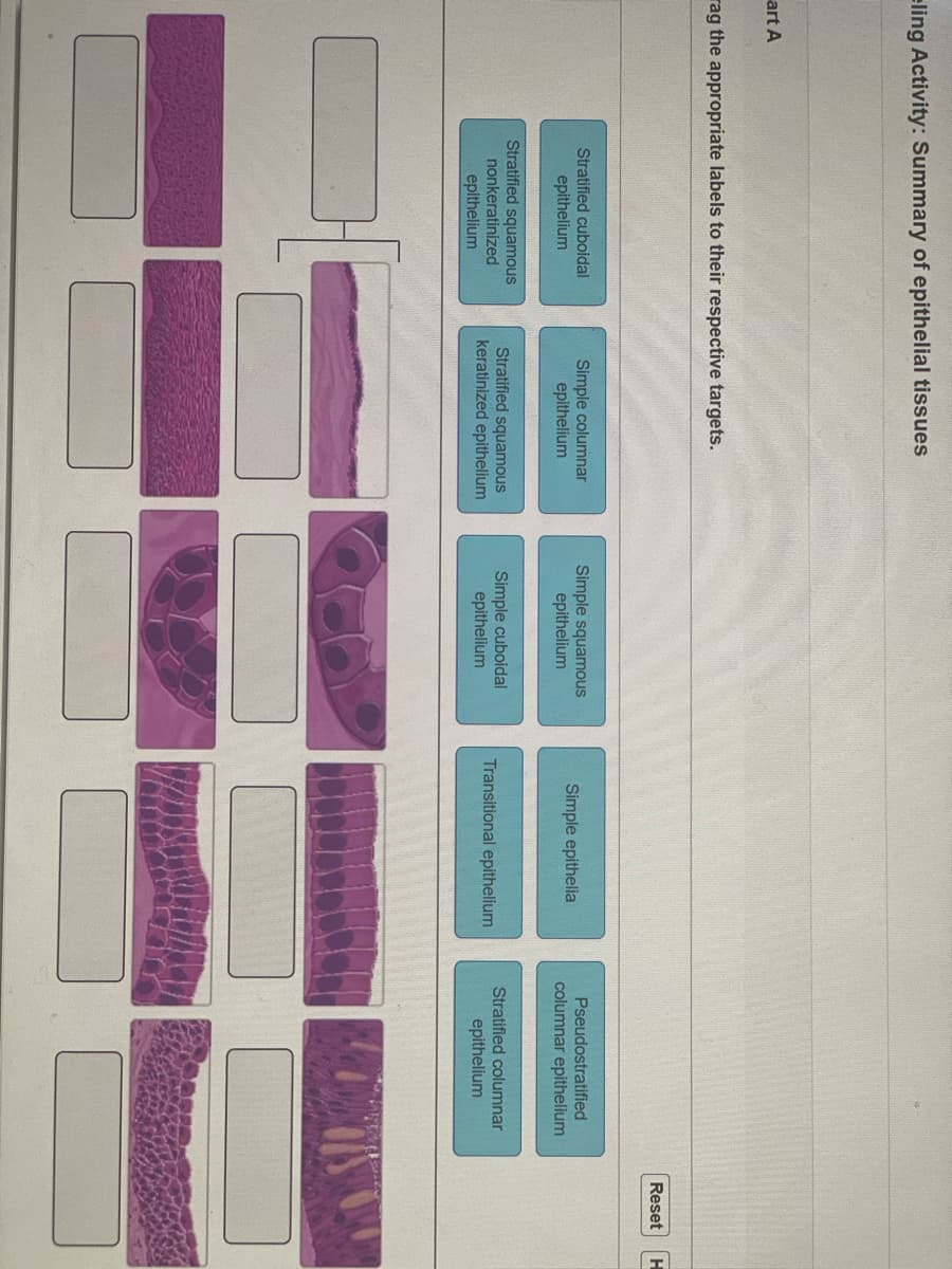 eling Activity: Summary of epithelial tissues
art A
rag the appropriate labels to their respective targets.
Reset
Pseudostratified
Simple columnar
epithelium
Simple squamous
epithelium
Stratified cuboidal
epithelium
Simple epithelia
columnar epithelium
Stratified squamous
Stratified squamous
keratinized epithelium
Simple cuboidal
epithelium
Stratified columnar
nonkeratinized
Transitional epithelium
epithelium
epithelium
