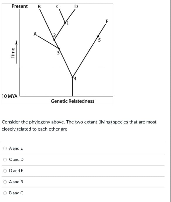 Present
B
E
A,
5
3
4
10 MYA
Genetic Relatedness
Consider the phylogeny above. The two extant (living) species that are most
closely related to each other are
A and E
C and D
D and E
A and B
B and C
Time
