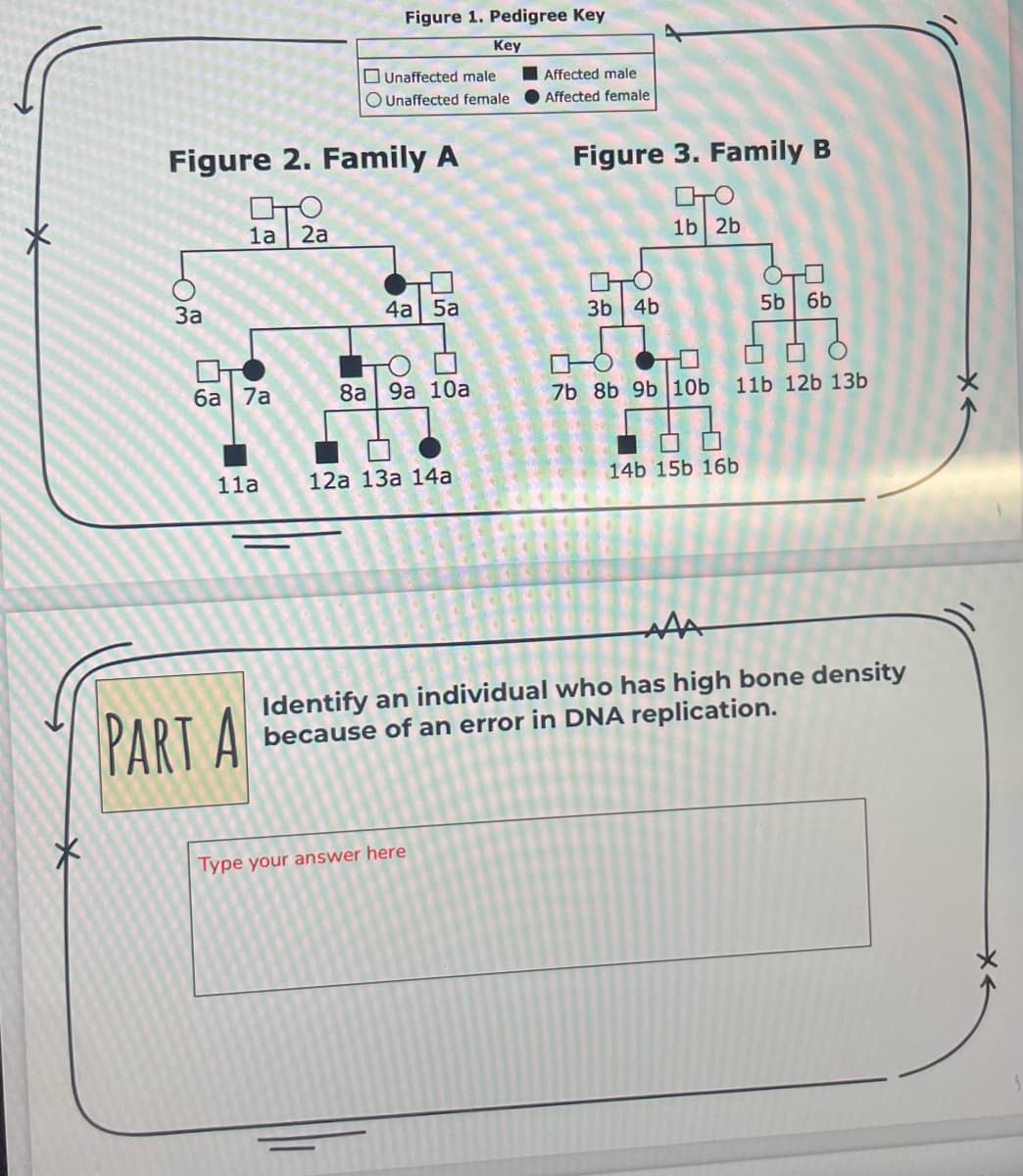 Figure 1. Pedigree Key
Key
Figure 2. Family A
вто
1a 2a
3a
4a 5a
8a 9a 10a
08
Unaffected male
OUnaffected female
PART A
Figure 3. Family B
TO
1b 2b
TO
3b 4b
5b 6b
6a 7a
7b 8b 9b 10b 11b 12b 13b
11a
12a 13a 14a
14b 15b 16b
АДА
Identify an individual who has high bone density
because of an error in DNA replication.
Affected male
Affected female
Type your answer here
18059