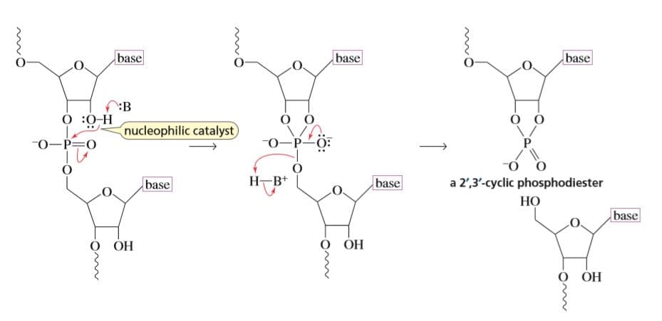 base
base
base
:B
О :0-Н
nucleophilic catalyst
-0-P=0
-0-P-0:
P.
base
Н-B+
base
a 2',3'-cyclic phosphodiester
НО
base
О ОН
О ОН
О Он
↑
