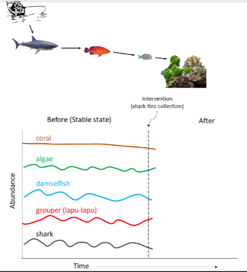 Intervention
(shark fins collection)
Before (Stable state)
After
coral
algae
damselfish
grouper (lapu-lapu)
shark
Time
Abundance
