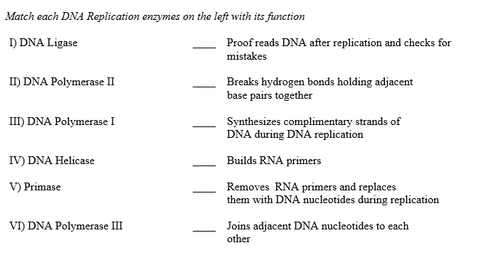 Match each DNA Replication enzymes on the left with its function
I) DNA Ligase
II) DNA Polymerase II
III) DNA Polymerase I
IV) DNA Helicase
V) Primase
VI) DNA Polymerase III
Proof reads DNA after replication and checks for
mistakes
Breaks hydrogen bonds holding adjacent
base pairs together
Synthesizes complimentary strands of
DNA during DNA replication
Builds RNA primers
Removes RNA primers and replaces
them with DNA nucleotides during replication
Joins adjacent DNA nucleotides to each
other