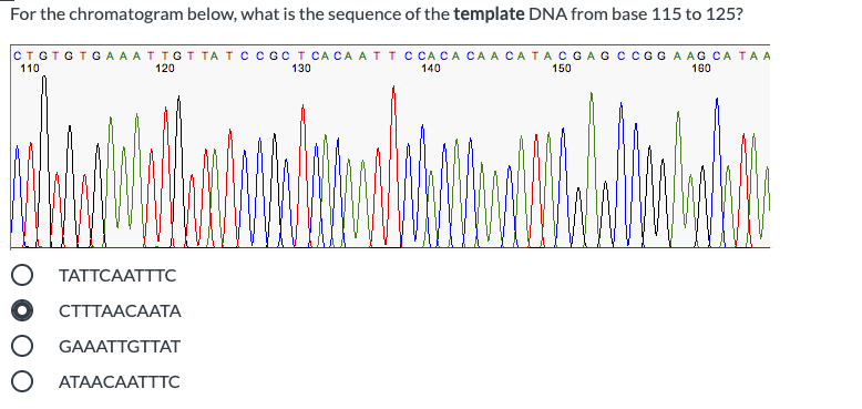 For the chromatogram below, what is the sequence of the template DNA from base 115 to 125?
CTGTGTGAAATTGT TA T cccC T CA CA ATTC CACA CA A CATACG
GGAAG CA TAA
110
120
130
140
150
160
O TATTCAATTTC
СТТТААСААТА
GAAATTGTTAT
АТААСААТТТС

