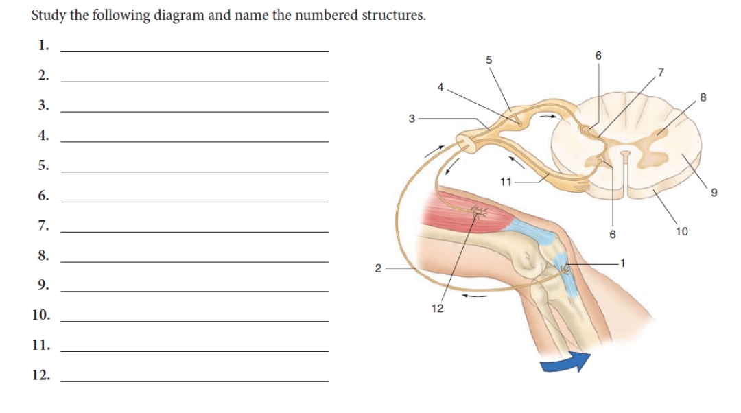 Study the following diagram and name the numbered structures.
1.
2.
3.
4.
5.
6.
7.
8.
9.
10.
11.
12.
2
3
4
12
5
11
6
6
10
8
9