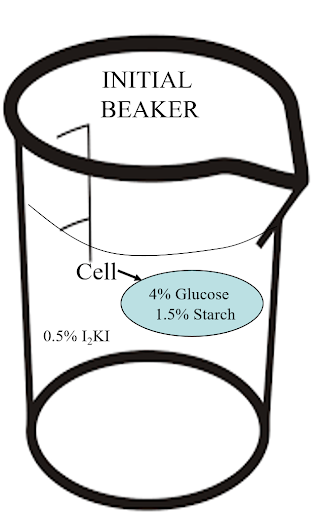 INITIAL
BEAKER
Cell
4% Glucose
1.5% Starch
0.5% I,KI
