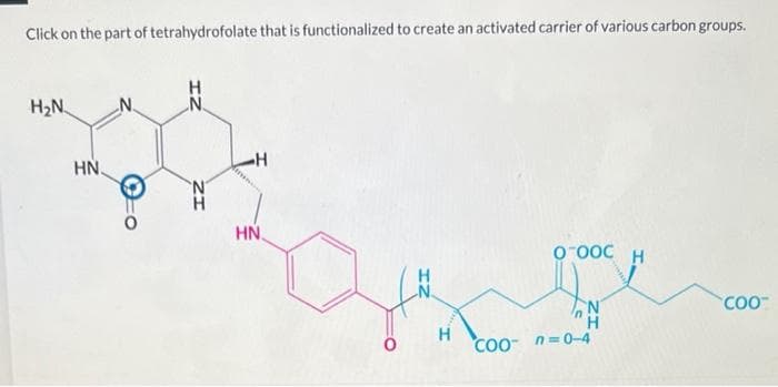 Click on the part of tetrahydrofolate that is functionalized to create an activated carrier of various carbon groups.
H₂N
N.
-H
О-ООС Н
N.
N
COO™
H
HN.
ZI
N
H
HN
H
COO
n=0-4