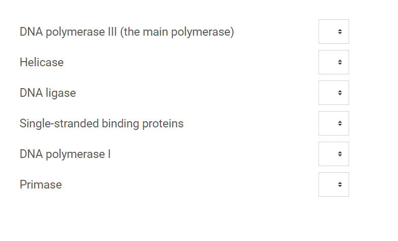DNA polymerase III (the main polymerase)
Helicase
DNA ligase
Single-stranded binding proteins
DNA polymerasel
Primase
