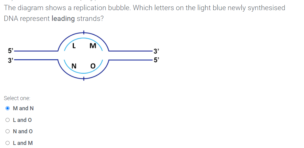 The diagram shows a replication bubble. Which letters on the light blue newly synthesised
DNA represent leading strands?
M
5'
3'
3'
5'
Select one:
O M and N
O L and O
O N and O
O L and M
