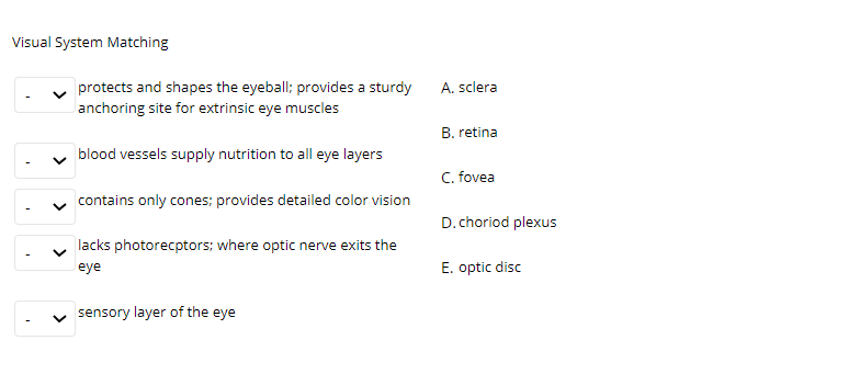 Visual System Matching
protects and shapes the eyeball; provides a sturdy
anchoring site for extrinsic eye muscles
A. sclera
B. retina
blood vessels supply nutrition to all eye layers
C. fovea
contains only cones; provides detailed color vision
D. choriod plexus
lacks photorecptors; where optic nerve exits the
eye
E. optic disc
sensory layer of the eye
