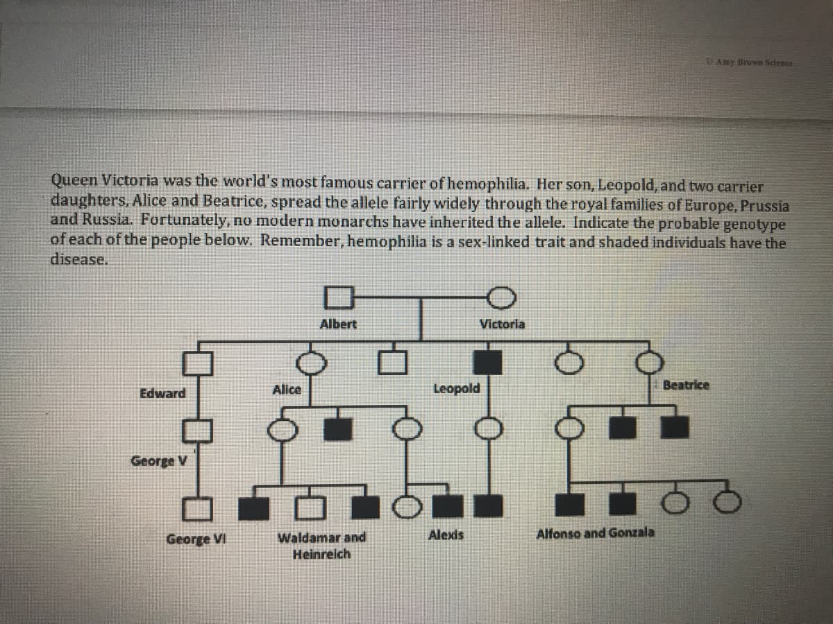 DAmy Urown Sclence
Queen Victoria was the world's most famous carrier of hemophilia. Her son, Leopold, and two carrier
daughters, Alice and Beatrice, spread the allele fairly widely through the royal families of Europe, Prussia
and Russia. Fortunately, no modern monarchs have inherited the allele. Indicate the probable genotype
of each of the people below. Remember, hemophilia is a sex-linked trait and shaded individuals have the
disease.
Albert
Victorla
Alice
Leopold
Beatrice
Edward
George V
George VI
Waldamar and
Alexis
Alfonso and Gonzala
Heinreich
