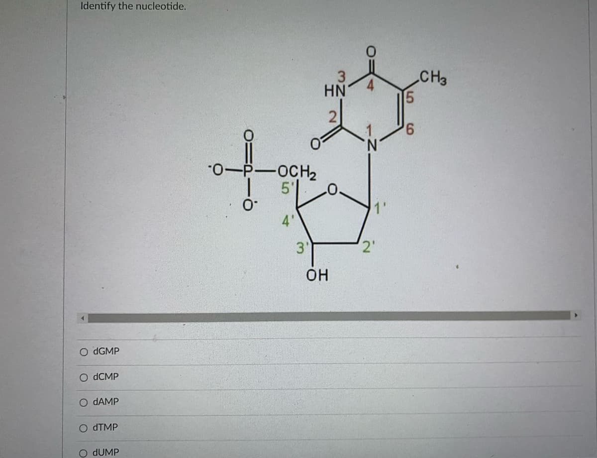 Identify the nucleotide.
CH3
HN
2
9,
*0-P-OCH2
5'
1'
4'
3'
2'
Он
dGMP
O OCMP
O DAMP
O ATMP
O DUMP
