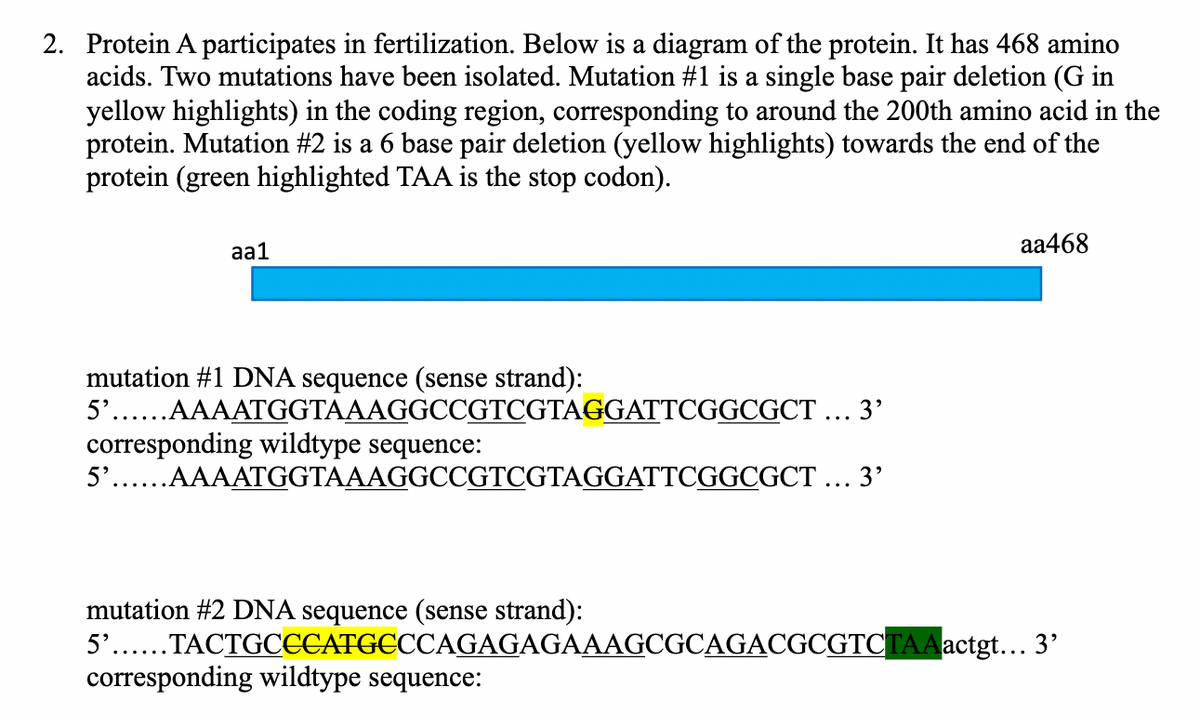 2. Protein A participates in fertilization. Below is a diagram of the protein. It has 468 amino
acids. Two mutations have been isolated. Mutation #1 is a single base pair deletion (G in
yellow highlights) in the coding region, corresponding to around the 200th amino acid in the
protein. Mutation #2 is a 6 base pair deletion (yellow highlights) towards the end of the
protein (green highlighted TAA is the stop codon).
aa1
aa468
mutation #1 DNA sequence (sense strand):
5'......AAAATGGTAAAGGCCGTCGTAGGATTCGGCGCT ... 3'
corresponding wildtype sequence:
5'...AAAATGGTAAAGGCCGTCGTAGGATTCGGCGCT ... 3'
mutation #2 DNA sequence (sense strand):
5'......TACTGCCCATGCCCAGAGAGAAAGCGCAGACGCGTCTAA actgt... 3'
corresponding wildtype sequence: