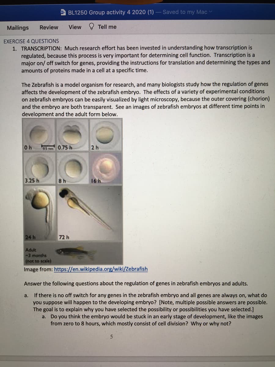 BL1250 Group activity 4 2020 (1) – Saved to my Mac v
Mailings
Review
View
Tell me
EXERCISE 4 QUESTIONS
1. TRANSCRIPTION: Much research effort has been invested in understanding how transcription is
regulated, because this process is very important for determining cell function. Transcription is a
major on/ off switch for genes, providing the instructions for translation and determining the types and
amounts of proteins made in a cell at a specific time.
The Zebrafish is a model organism for research, and many biologists study how the regulation of genes
affects the development of the zebrafish embryo. The effects of a variety of experimental conditions
on zebrafish embryos can be easily visualized by light microscopy, because the outer covering (chorion)
and the embryo are both transparent. See an images of zebrafish embryos at different time points in
development and the adult form below.
0h
Os 0.75 h
2h
3.25 h
8 h
16 h
24 h
72 h
Adult
-3 months
(not to scale)
Image from: https://en.wikipedia.org/wiki/Zebrafish
Answer the following questions about the regulation of genes in zebrafish embryos and adults.
If there is no off switch for any genes in the zebrafish embryo and all genes are always on, what do
you suppose will happen to the developing embryo? [Note, multiple possible answers are possible.
The goal is to explain why you have selected the possibility or possibilities you have selected.]
a. Do you think the embryo would be stuck in an early stage of development, like the images
from zero to 8 hours, which mostly consist of cell division? Why or why not?
a.
