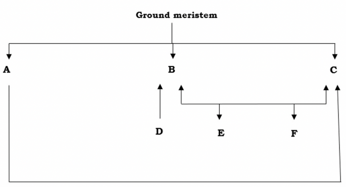 A
Ground meristem
B
D
E
F
C