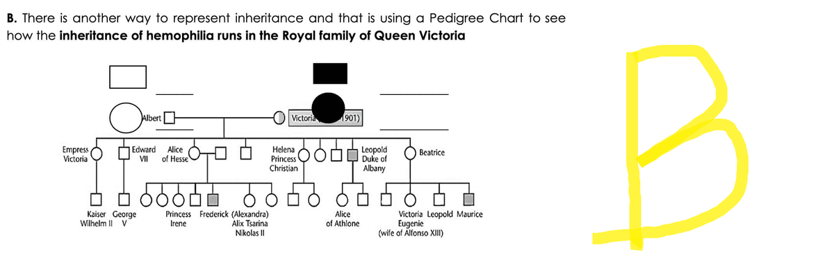 B. There is another way to represent inheritance and that is using a Pedigree Chart to see
how the inheritance of hemophilia runs in the Royal family of Queen Victoria
Empress
Victoria
Obert
Albert
Edward Alice
VII
□ □ 6662
Kaiser George
Wilhelm II V
of Hesse
Princess Frederick (Alexandra)
Irene
Alix Tsarina
Nikolas II
Victoria
Helena
Princess O
Christian
1901)
Alice
of Athlone
Leopold
Duke of
Albany
Beatrice
Victoria Leopold Maurice
Eugenie
(wife of Alfonso XIII)
B