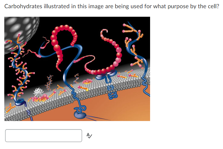 Carbohydrates illustrated in this image are being used for what purpose by the cell?
A/