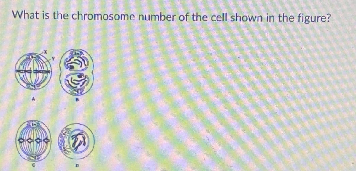 What is the chromosome number of the cell shown in the figure?
