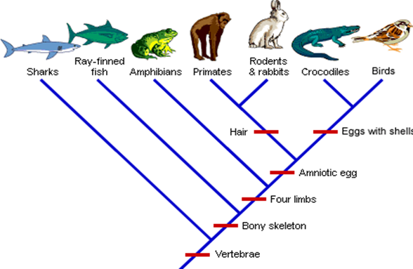 Ray-finned
fish
Rodents
Sharks
Amphibians Primates & rabbits Crocodiles
Birds
Hair
Eggs with shells
Amniotic egg
Four limbs
Bony skeleton
Vertebrae
