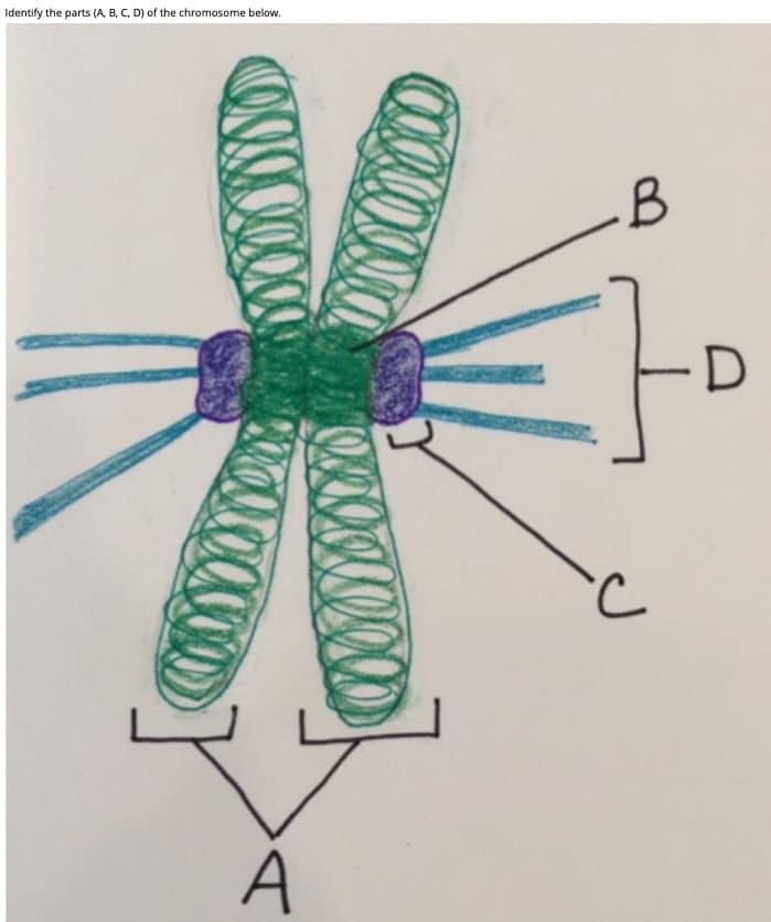 Identify the parts (A, B, C, D) of the chromosome below.
A

