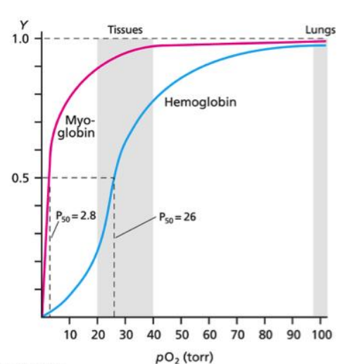 Y
1.0
0.5
Myo-
globin
1
Pso=2.8
Tissues
Hemoglobin
Ps0=26
Lungs
T
10 20 30 40 50 60 70 80 90 100
po₂ (torr)