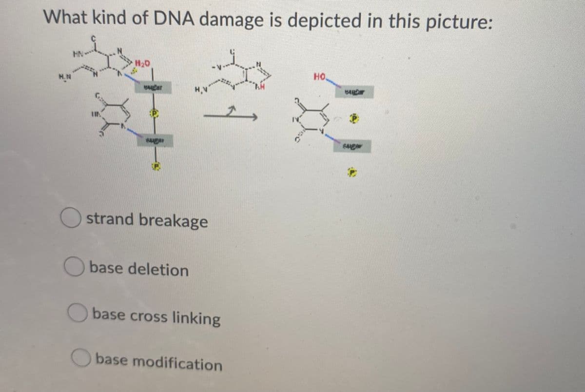 What kind of DNA damage is depicted in this picture:
HN
H2D
A-
H.N
HO
H,V
Ostrand breakage
Obase deletion
base cross linking
base modification
