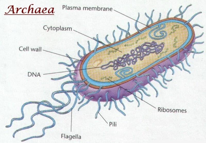 Plasma membrane
Archaea
Cytoplasm.
Cell wall
DNA
Ribosomes
Pili
Flagella
