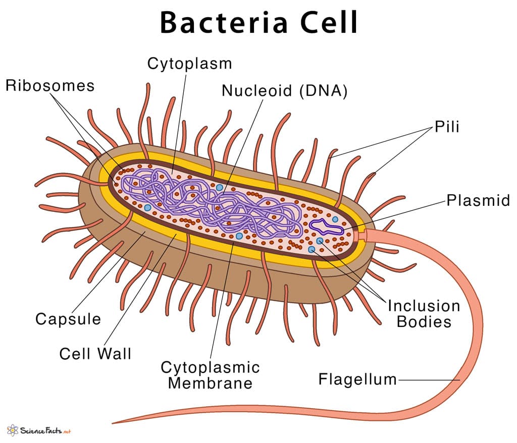 Bacteria Cell
Cytoplasm
Ribosomes
Nucleoid (DNA)
Pili
Plasmid
Capśule
`Inclusion
Bodies
Cell Wall
Cytoplasmic
Membrane
Flagellum-
Science Facts net
