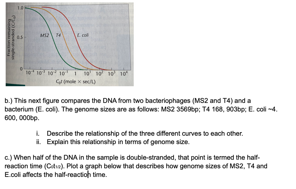 1.0
MS2
T4
E. coli
0.5
104 103 102 10-
10' 102 103 10*
1
Cot (mole x sec/L)
b.) This next figure compares the DNA from two bacteriophages (MS2 and T4) and a
bacterium (E. coli). The genome sizes are as follows: MS2 3569bp; T4 168, 903bp; E. coli -~4.
600, 000bp.
i. Describe the relationship of the three different curves to each other.
ii. Explain this relationship in terms of genome size.
c.) When half of the DNA in the sample is double-stranded, that point is termed the half-
reaction time (Cot12). Plot a graph below that describes how genome sizes of MS2, T4 and
E.coli affects the half-reactioh time.
Fraction remaining
single-stranded (C/Čo)
