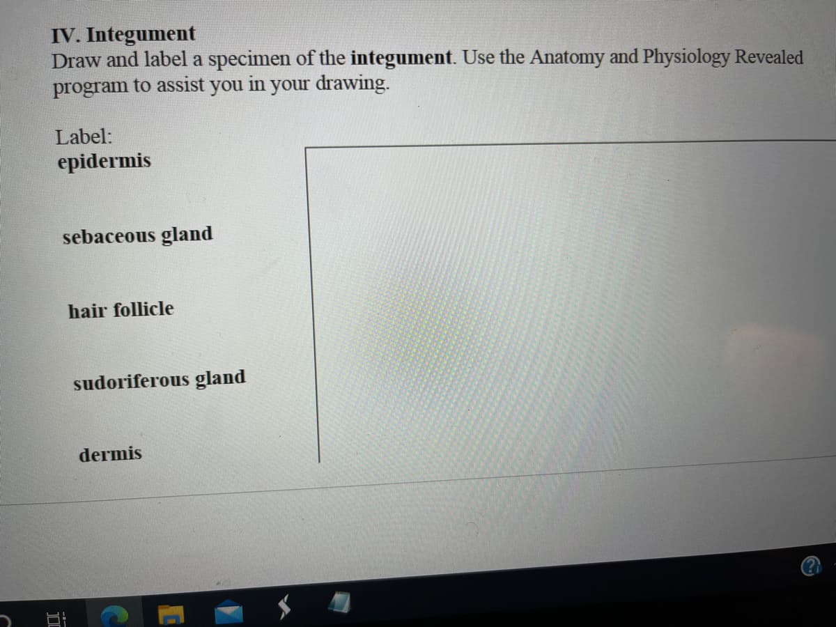 IV. Integument
Draw and label a specimen of the integument. Use the Anatomy and Physiology Revealed
program to assist you in your drawing.
Label:
epidermis
sebaceous gland
hair follicle
sudoriferous gland
dermis
