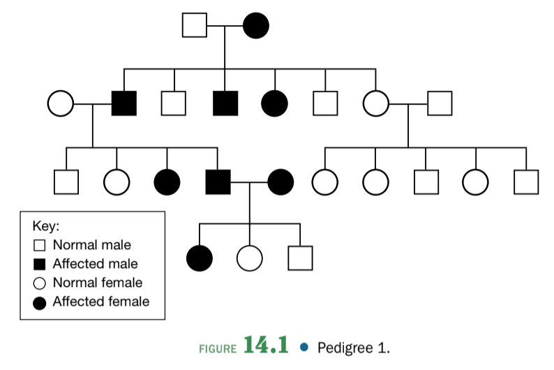 Key:
O Normal male
Affected male
Normal female
Affected female
14.1 •
• Pedigree 1.
FIGURE

