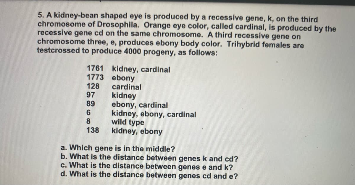 5. A kidney-bean shaped eye is produced by a recessive gene, k, on the third
chromosome of Drosophila. Orange eye color, called cardinal, is produced by the
recessive gene cd on the same chromosome. A third recessive gene on
chromosome three, e, produces ebony body color. Trihybrid females are
testcrossed to produce 4000 progeny, as follows:
1761 kidney, cardinal
1773 ebony
128
97
89
cardinal
kidney
ebony, cardinal
kidney, ebony, cardinal
wild type
kidney, ebony
8.
138
a. Which gene is in the middle?
b. What is the distance between genes k and cd?
c. What is the distance between genes e and k?
d. What is the distance between genes cd and e?
