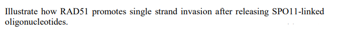 Illustrate how RAD51 promotes single strand invasion after releasing SPO11-linked
oligonucleotides.