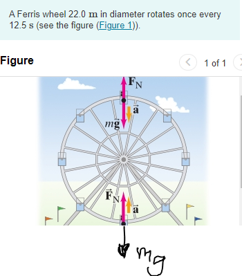 A Ferris wheel 22.0 m in diameter rotates once every
12.5 s (see the figure (Figure 1)).
Figure
mg
FN
FN
mg
< 1 of 1
