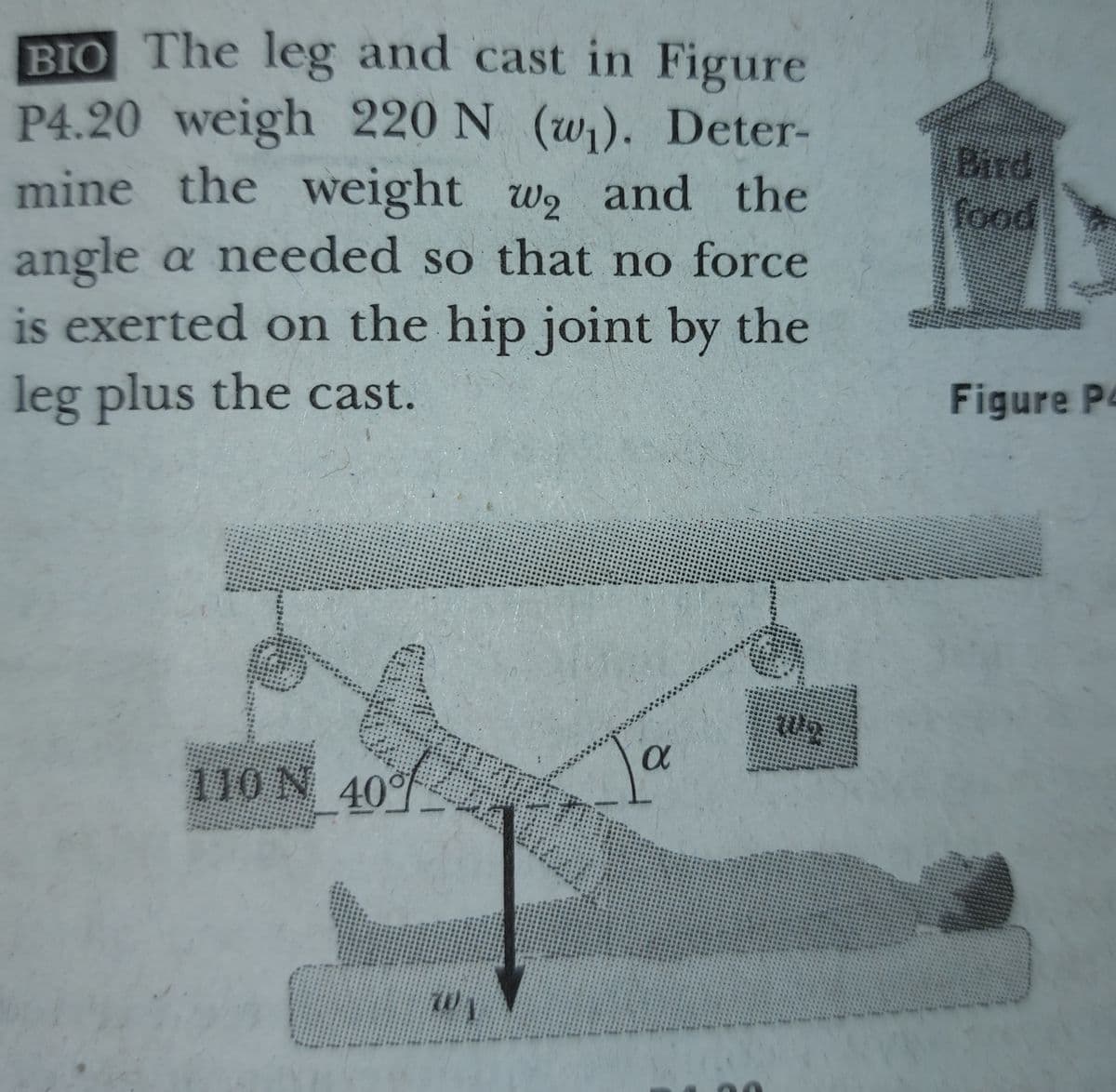 BIO The leg and cast in Figure
P4.20 weigh 220 N (w). Deter-
mine the weight w and the
angle a needed so that no force
is exerted on the hip joint by the
Bird
food
W2
leg plus the cast.
Figure P
110N 40

