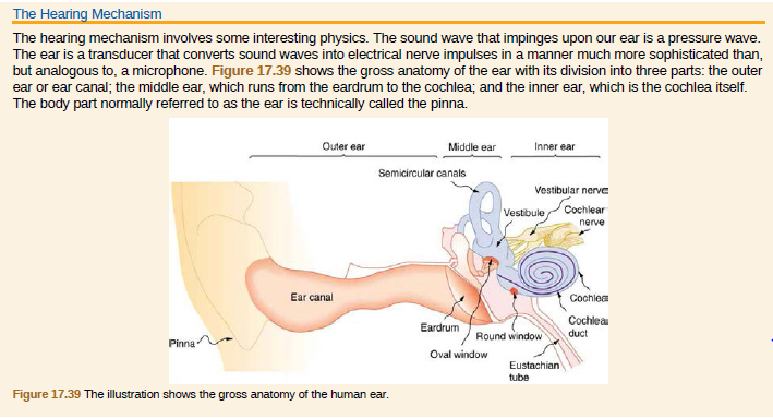 The Hearing Mechanism
The hearing mechanism involves some interesting physics. The sound wave that impinges upon our ear is a pressure wave.
The ear is a transducer that converts sound waves into electrical nerve impulses in a manner much more sophisticated than,
but analogous to, a microphone. Figure 17.39 shows the gross anatomy of the ear with its division into three parts: the outer
ear or ear canal; the middle ear, which runs from the eardrum to the cochlea; and the inner ear, which is the cochlea itself.
The body part normally referred to as the ear is technically called the pinna.
Outer ear
Middle ear
Inner ear
Semicircular canals
Vestibular nerve
Vestibule
Cochlear
nerve
Ear canal
Cochlea
Cochlea
Eardrum
Round window
duct
Pinna.
Oval window
Eustachian
tube
Figure 17.39 The illustration shows the gross anatomy of the human ear.
