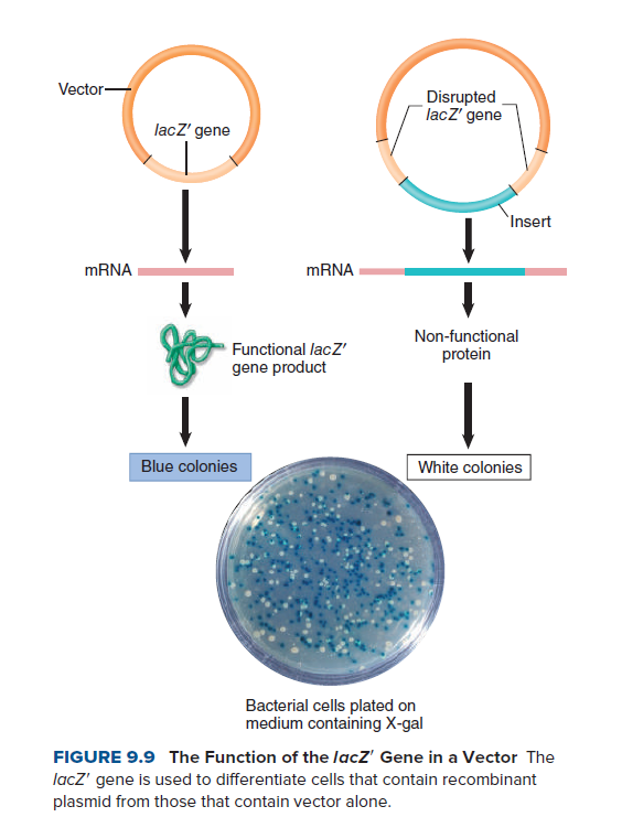 Vector-
Disrupted
lacZ' gene
lacZ' gene
`Insert
MRNA
MRNA
Non-functional
Functional lacz'
gene product
protein
|
Blue colonies
White colonies
Bacterial cells plated on
medium containing X-gal
FIGURE 9.9 The Function of the lacZ' Gene in a Vector The
lacZ' gene is used to differentiate cells that contain recombinant
plasmid from those that contain vector alone.
