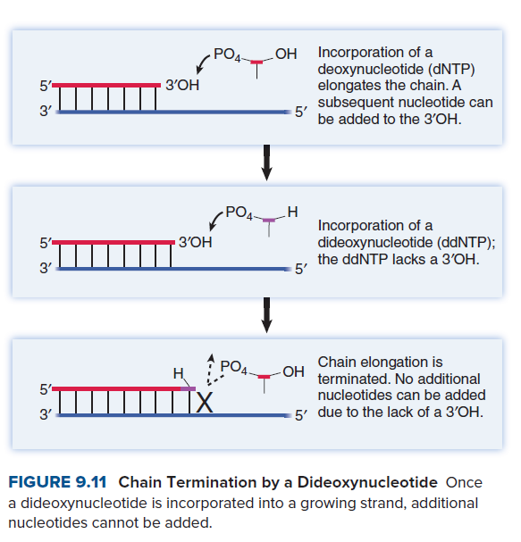 PO4-
LOH Incorporation of a
deoxynucleotide (DNTP)
elongates the chain. A
5-
3'OH
subsequent nucleotide can
5'
be added to the 3'OH.
3'
Incorporation of a
dideoxynucleotide (ddNTP);
5-
3'OH
3'
the ddNTP lacks a 3'OH.
5'
Chain elongation is
terminated. No additional
nucleotides can be added
PO4.
HO-
5-
3'
5' due to the lack of a 3'OH.
FIGURE 9.11 Chain Termination by a Dideoxynucleotide Once
a dideoxynucleotide is incorporated into a growing strand, additional
nucleotides cannot be added.
