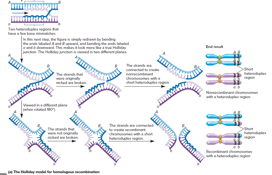 Two heteroduplex regions that
have a few base mismatches
In this next step, the figure is simply redrawn by bending
| the ends labeled A and B upward, and bending the ends labeled
a and b downward. This makes it look more like a true Holliday
junction. The Holliday junction is viewed in two different planes.
End result
A B
в
в
The strands are
Short
connected to create
nonrecombinant
The strands that
were originally
nicked are broken.
chromosomes with a
short heteroduplex region.
heteroduplex
region
a b
Nonrecombinant chromosomes
with a heteroduplex region
Viewed in a different plane
|(when rotated 180°)
AB
в,
The strands that
were not originally
nicked are broken.
в,
The strands are connected
Short
heteroduplex
region
to create recombinant
chromosomes with a short
heteroduplex region.
аь
Recombinant chromosomes
with a heteroduplex region
(a) The Holliday model for homologous recombination
