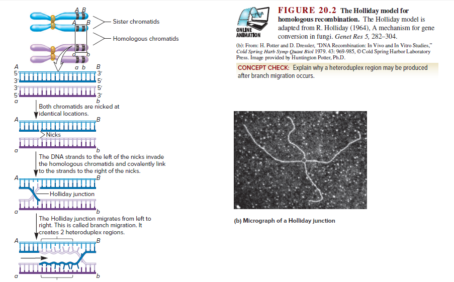 FIGURE 20.2 The Holliday model for
homologous recombination. The Holliday model is
adapted from R. Holliday (1964), A mechanism for gene
conversion in fungi. Genet Res 5, 282–304.
(b): From: H. Potter and D. Dressler, "DNA Recombination: In Vivo and In Vitro Studies,"
Sister chromatids
ONLINE
ANIMATION
Homologous chromatids
Cold Spring Harb Symp Quant Biol 1979. 43: 969-985, ©Cold Spring Harbor Laboratory
Press. Image provided by Huntington Potter, Ph.D.
a b
CONCEPT CHECK: Explain why a heteroduplex region may be produced
after branch migration occurs.
3'
Both chromatids are nicked at
'identical locations.
Nicks
The DNA strands to the left of the nicks invade
the homologous chromatids and covalently link
to the strands to the right of the nicks.
-Holliday junction
The Holliday junction migrates from left to
right. This is called branch migration. It
creates 2 heteroduplex regions.
(b) Micrograph of a Holliday junction
