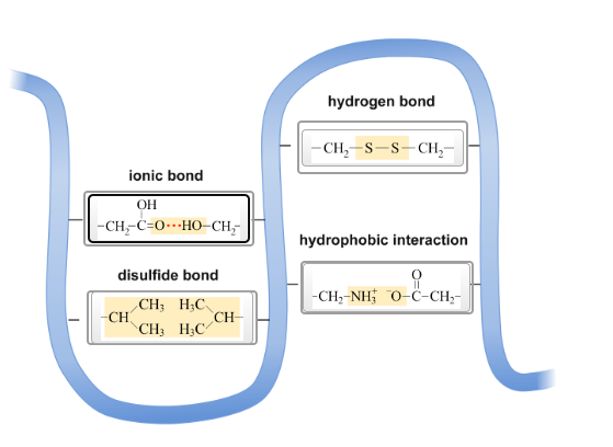 ionic bond
OH
-CH,C=OHO-CH;
disulfide bond
CH3 H₂C
CH3 H₂C
-CH
CH-
hydrogen bond
-CH₂-S-S-CH₂-
hydrophobic interaction
9
-CH,-NH O-C-CH,
-CH