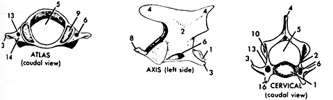 13
10
13
ATLAS
(coudal view)
AXIS (left side)
16 CERVICAL
(coudal view)
