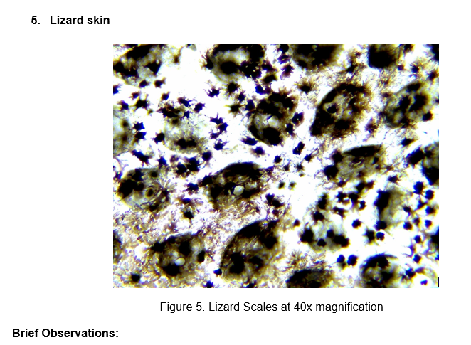 5. Lizard skin
Figure 5. Lizard Scales at 40x magnification
Brief Observations:
