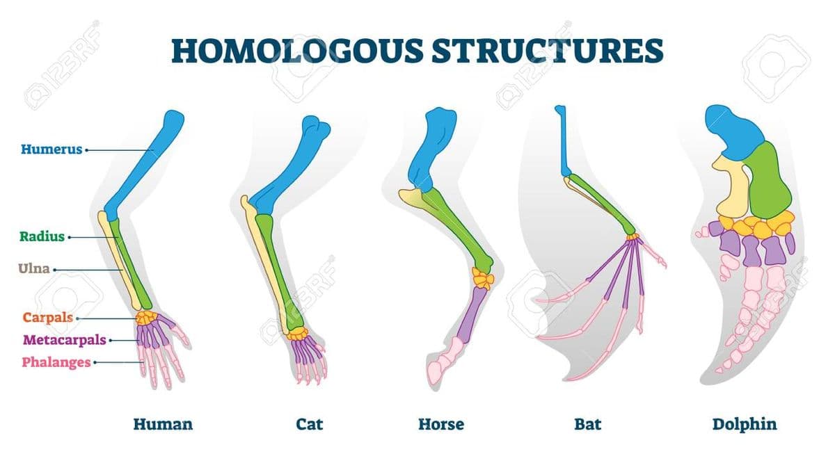 HOMOLOGOUS>" TURES
Q123RF
Humerus -
Radius
Ulna -
Carpals
3RF®
Metacarpals -
Phalanges
Human
Cat
Horse
Bat
Dolphin

