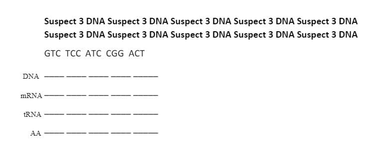 Suspect 3 DNA Suspect 3 DNA Suspect 3 DNA Suspect 3 DNA Suspect 3 DNA
Suspect 3 DNA Suspect 3 DNA Suspect 3 DNA Suspect 3 DNA Suspect 3 DNA
GTC TCC ATC CGG ACT
DNA
mRNA
TRNA
AA
