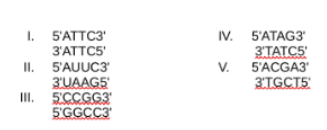 1. 5'ATTC3¹
3'ATTC5'
II. 5'AUUC3
3'UAAG5
III. 5'CCGG3'
5'GGCC3
IV. 5'ATAG3
>
V.
3'TATC5
5'ACGA3¹
3'TGCT5